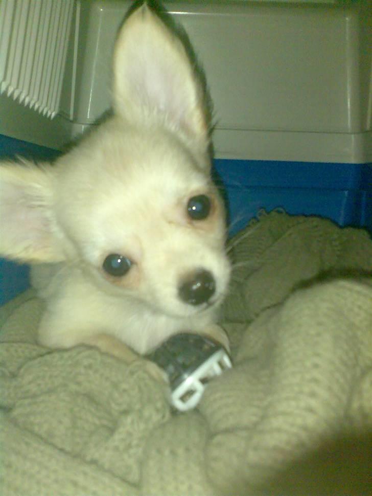 Chihuahua Kaiser <3 billede 7