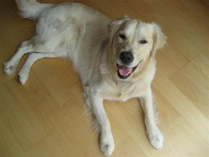 Golden retriever Rico billede 1