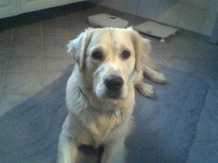 Golden retriever Rico billede 2