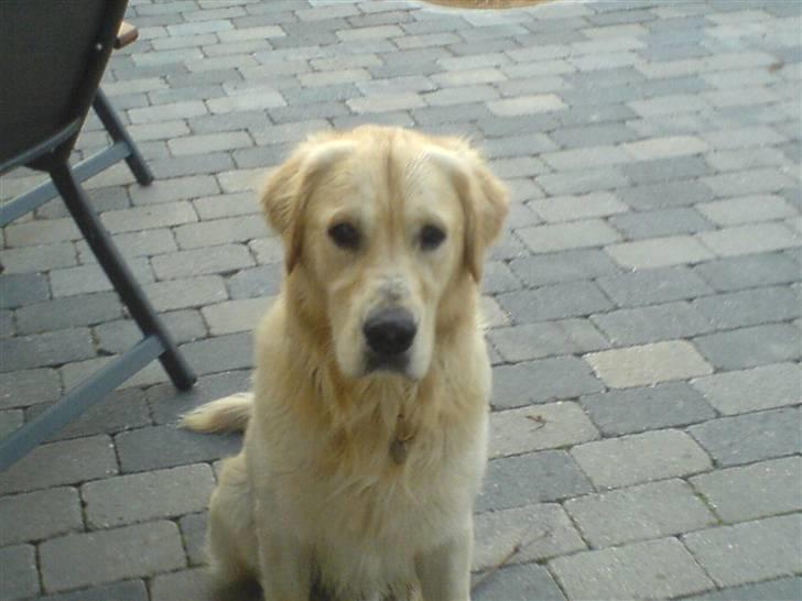 Golden retriever Rico billede 3