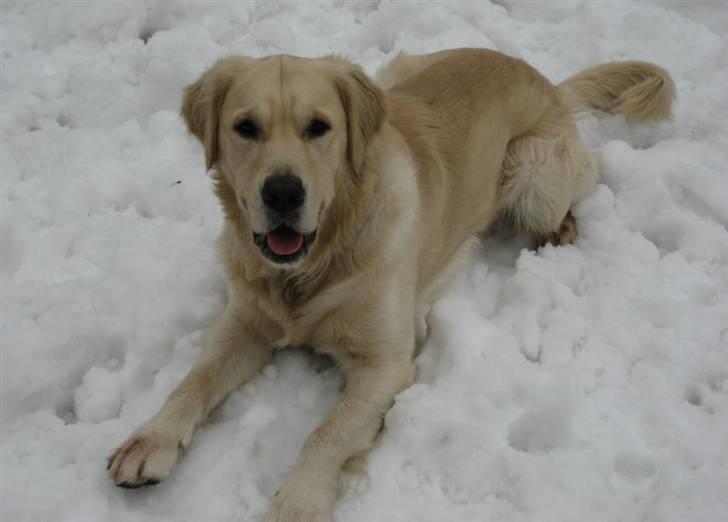 Golden retriever Rico billede 4