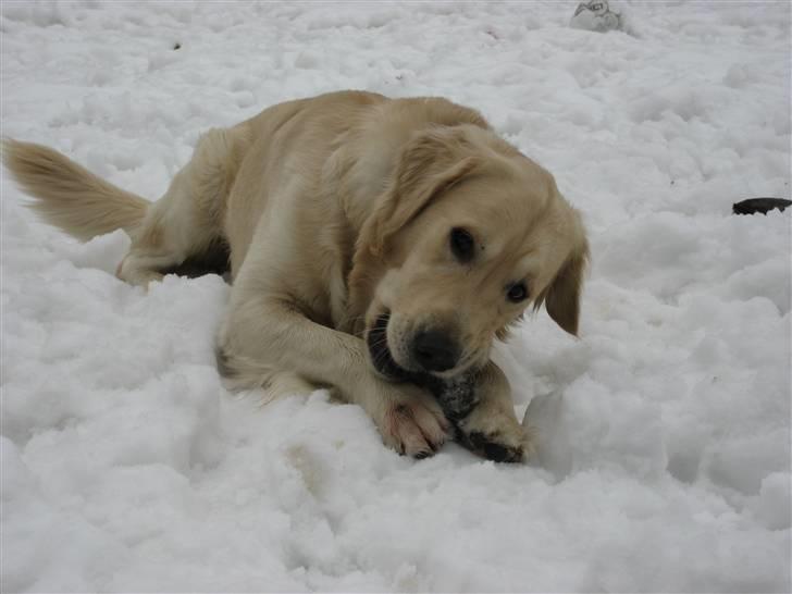 Golden retriever Rico billede 6