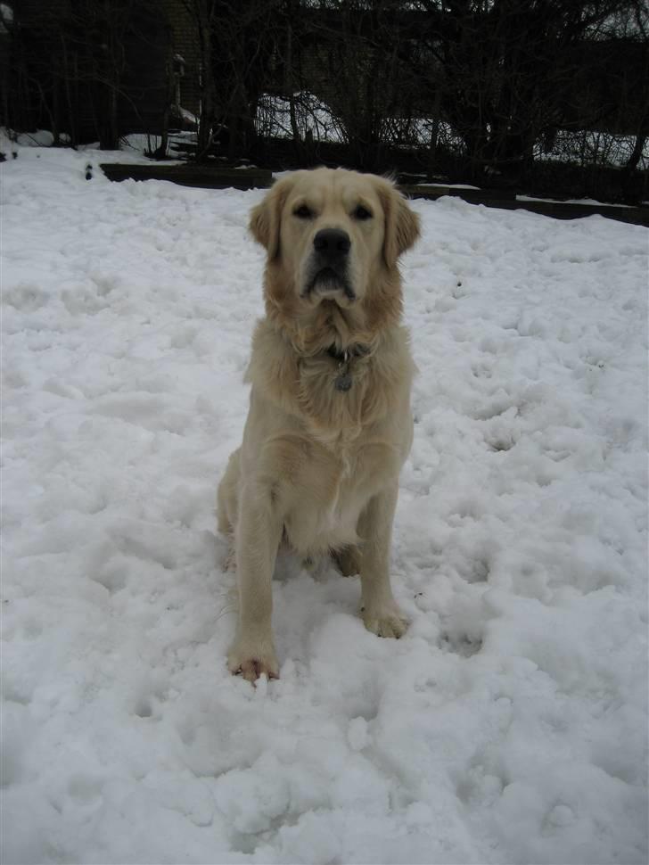 Golden retriever Rico billede 7