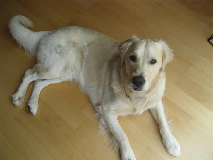 Golden retriever Rico billede 8