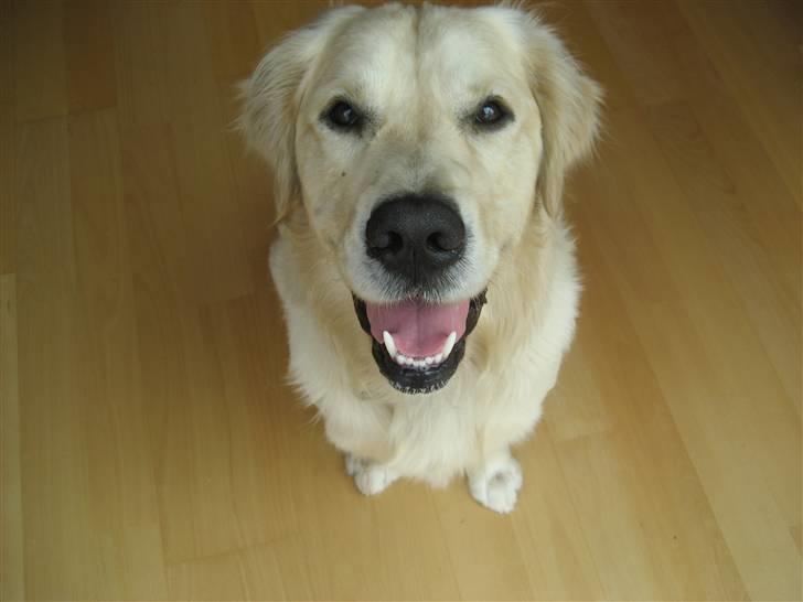 Golden retriever Rico billede 9