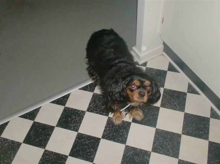 Cavalier king charles spaniel zimba billede 19