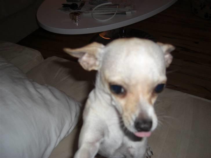 Chihuahua Mischa billede 18