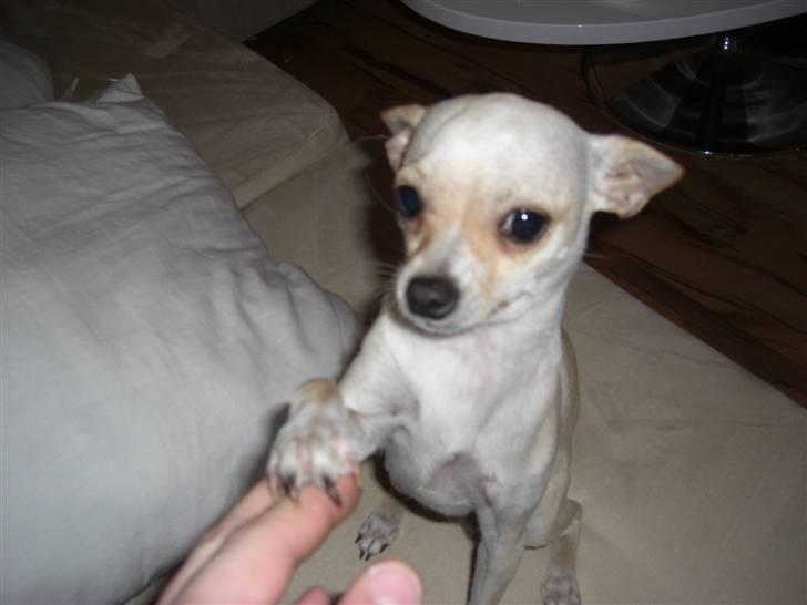 Chihuahua Mischa - Kan man se mere ynkelig ud? billede 19