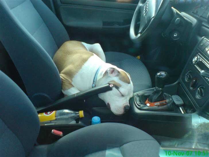 Amerikansk bulldog Ice Cube - jeg tager mig lige en lille lur bag rattet. billede 2