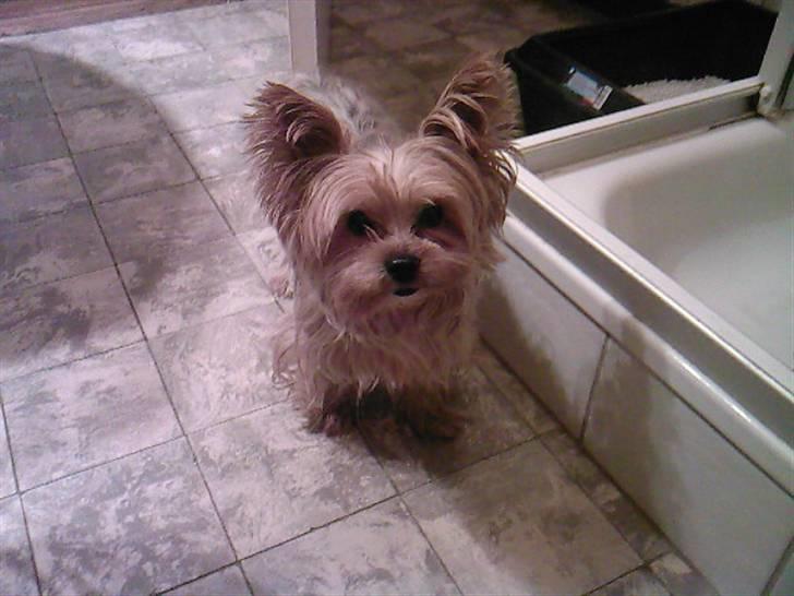 Yorkshire terrier Krümmel !!død!! - hvad laver du der janine ??? billede 17