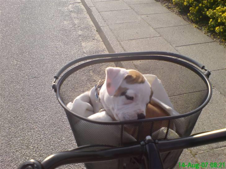 Amerikansk bulldog Ice Cube - jeg er så lille at jeg ikke kan løbe ved siden af i nu. billede 3