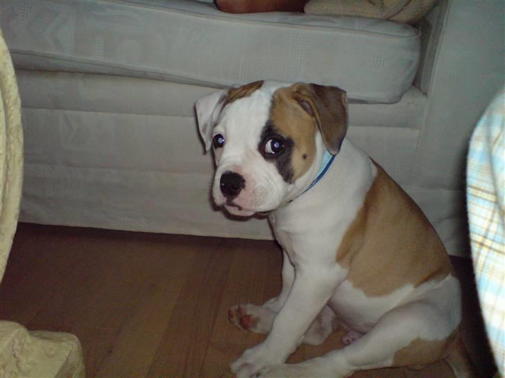 Amerikansk bulldog Ice Cube - er jeg ikke bare sød. billede 4