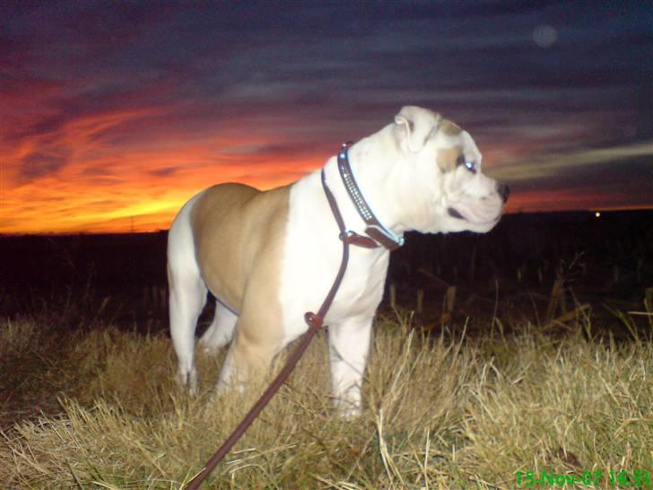 Amerikansk bulldog Ice Cube - er lige ude og gå en tur ved solnedgang. billede 5