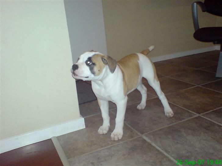 Amerikansk bulldog Ice Cube - jeg holder lige vagt... billede 6