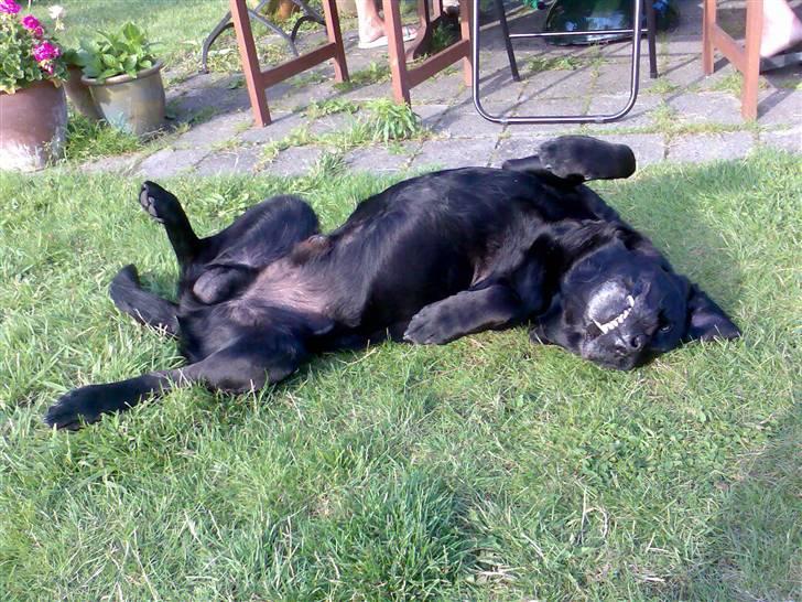 Labrador retriever † Loke †<3 savnet. billede 1