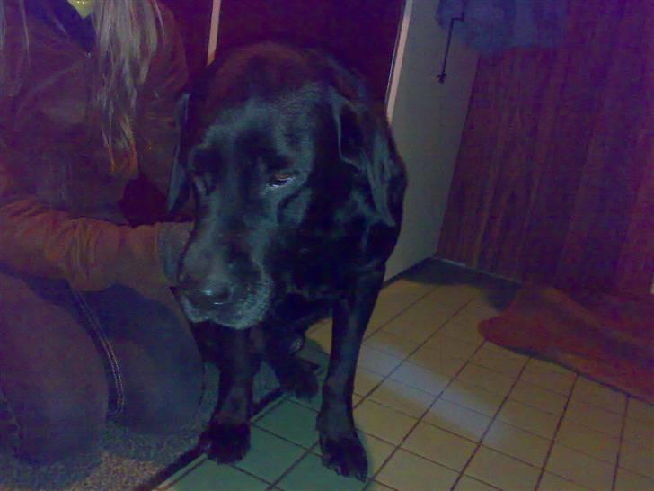 Labrador retriever † Loke †<3 savnet. billede 2