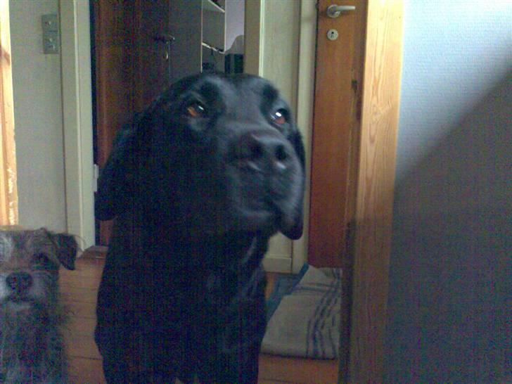 Labrador retriever † Loke †<3 savnet. billede 3