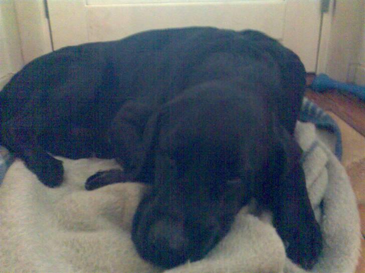 Labrador retriever † Loke †<3 savnet. billede 4