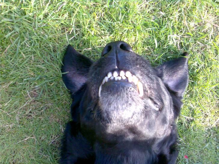 Labrador retriever † Loke †<3 savnet. billede 5