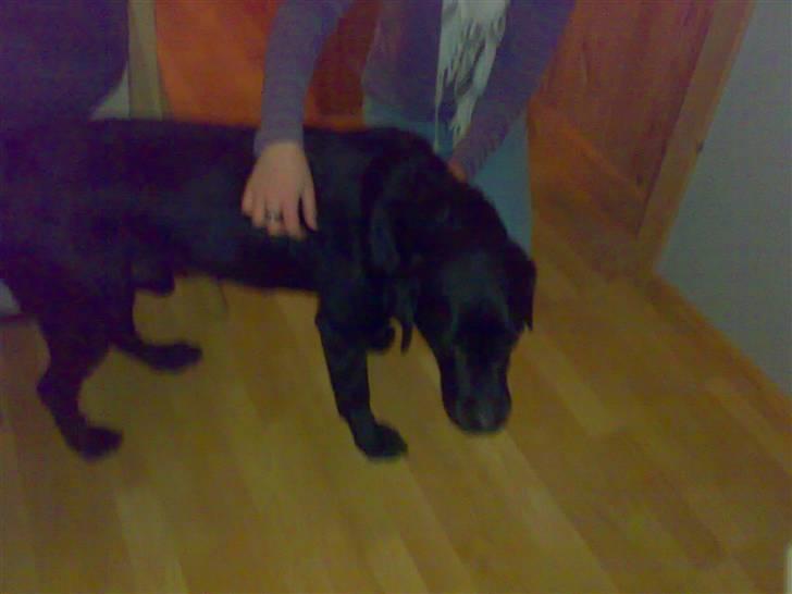 Labrador retriever † Loke †<3 savnet. billede 6