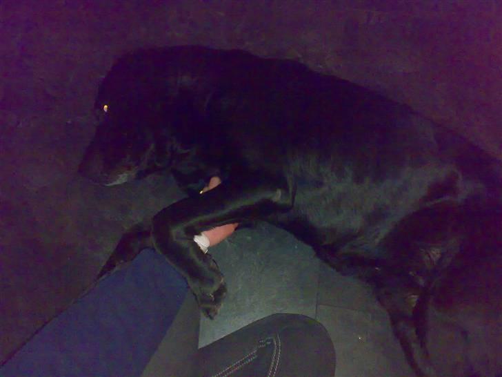 Labrador retriever † Loke †<3 savnet. billede 7