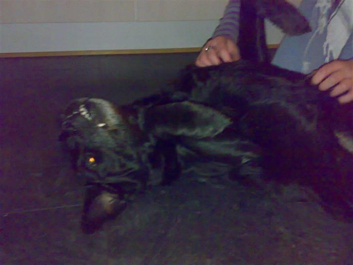 Labrador retriever † Loke †<3 savnet. billede 8