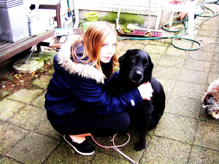 Labrador retriever † Loke †<3 savnet. - da loke skulle aflives og jeg tog afsked med ham :´( billede 9