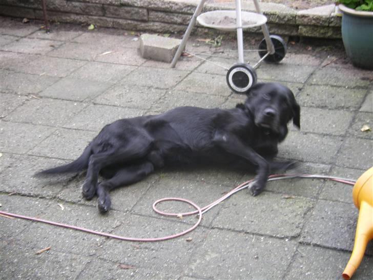 Labrador retriever † Loke †<3 savnet. billede 10