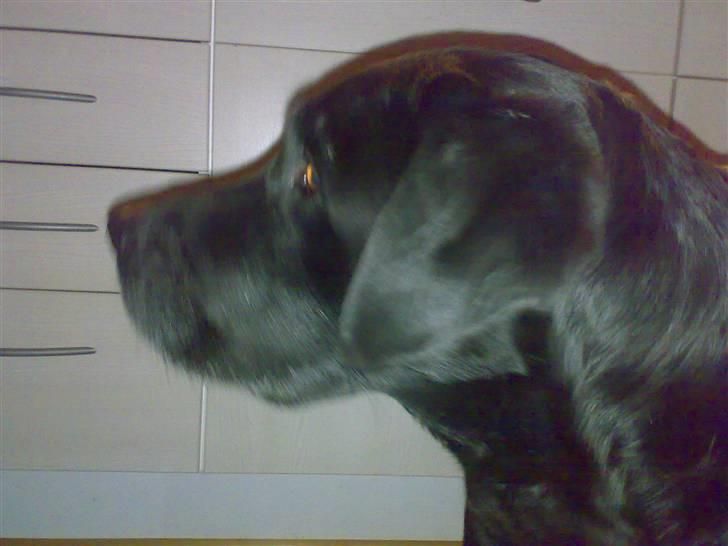 Labrador retriever † Loke †<3 savnet. billede 11