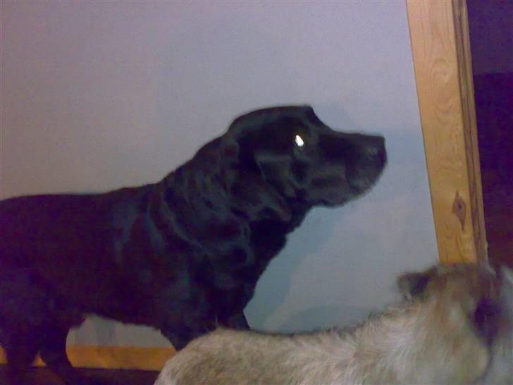 Labrador retriever † Loke †<3 savnet. billede 12