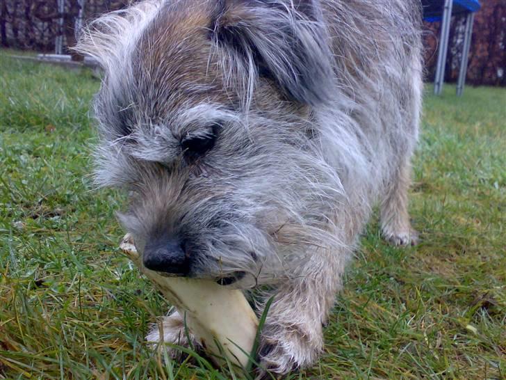 Border terrier † Darwin † billede 2