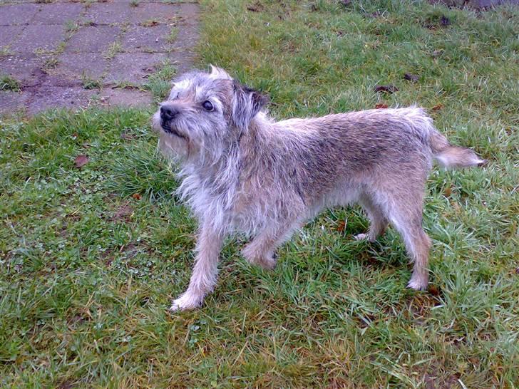 Border terrier † Darwin † billede 3