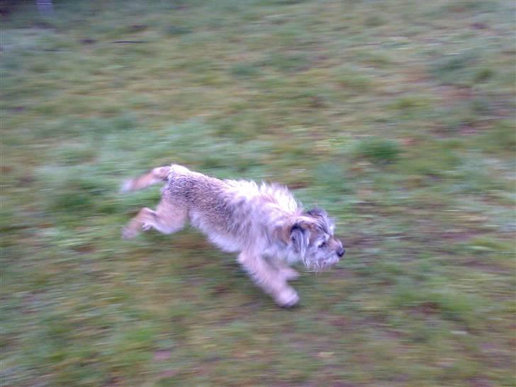Border terrier † Darwin † billede 4