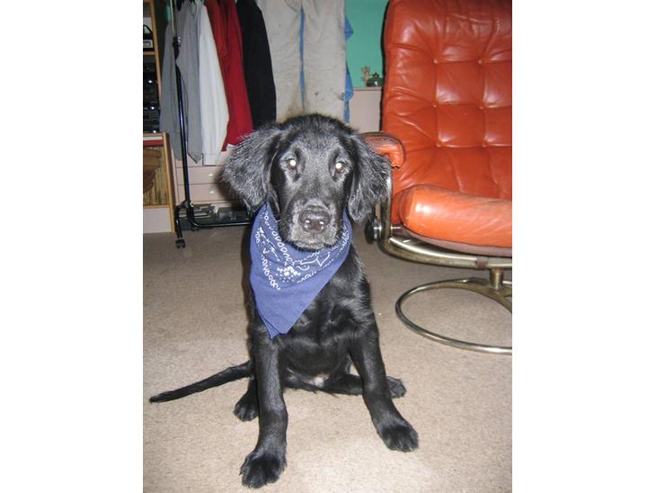 Flat coated retriever Kewin - leger lige cowdog:p billede 1