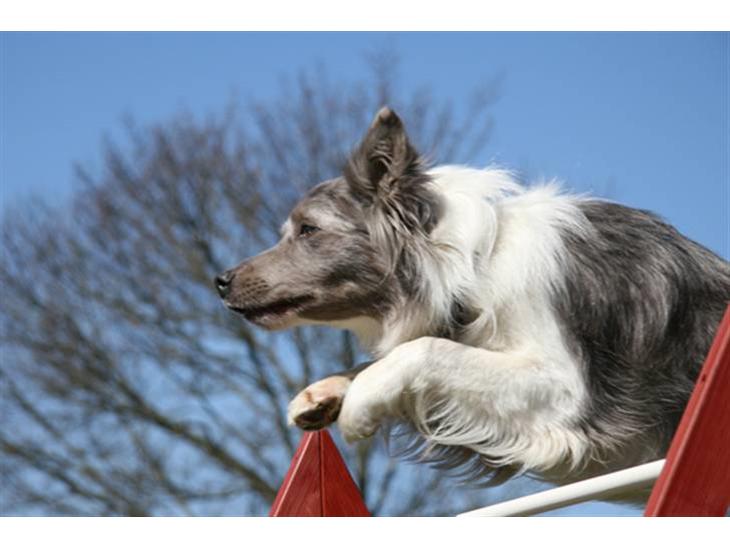 Border collie Zacho billede 1