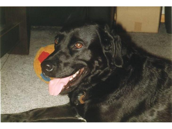 Labrador retriever Keiko billede 1