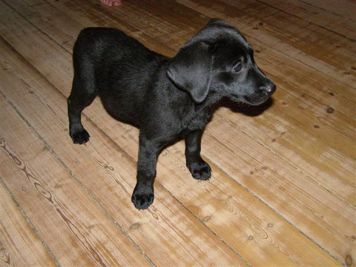 Labrador retriever Bella R.I.P :( billede 1