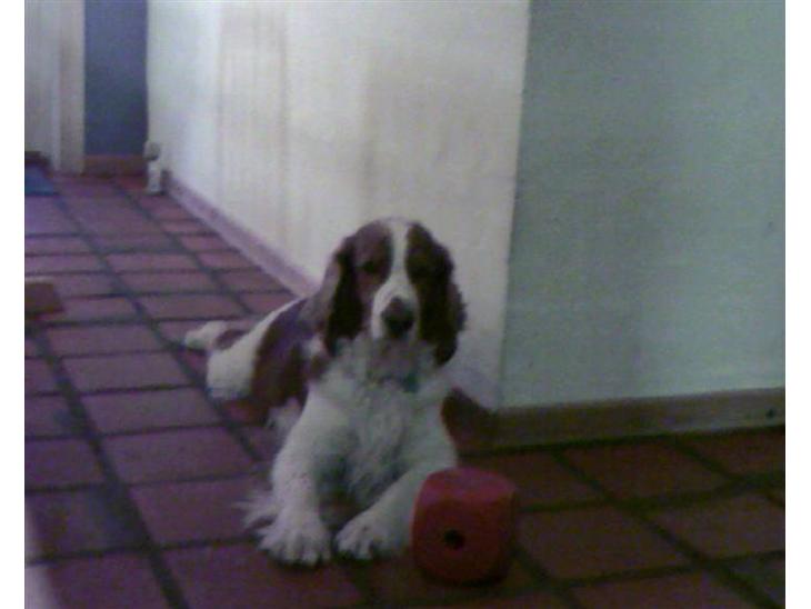 Welsh springer spaniel dundee billede 1