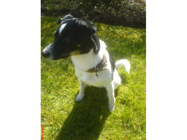 Blanding af racer Rocky - Han kan sidde :D billede 1