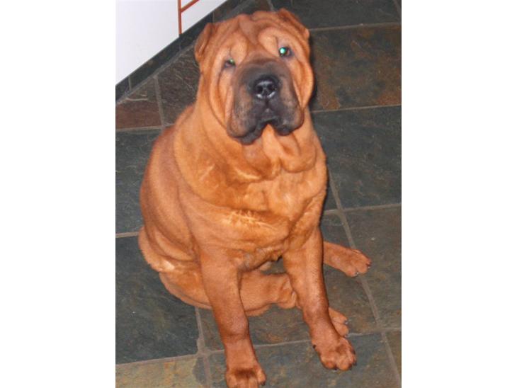 {{currentPhoto.altText}} billede {{currentPhoto.number}}