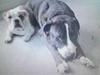 Amerikansk staffordshire terrier Loke [ Himmelhund]
