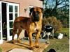 Boerboel Sharka (Teglborg Sharka)