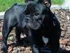 Fransk bulldog Viggo Mortensen