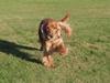 Cocker spaniel Tessi [ Himmelhund]