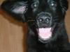 Flat coated retriever Robin