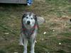 Alaskan malamute vipsen
