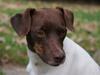 Dansk svensk gaardhund | Snoopy