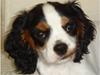 Cavalier king charles spaniel Lundholms Arnold