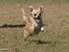 Chihuahua Jamie 2007-2008 [ Himmelhund]