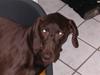 Korthåret hønsehund simba